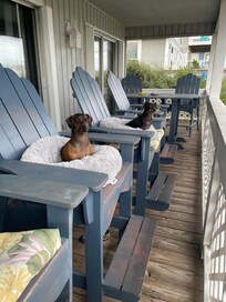 Buck and Maggie seemed to enjoy watching the street.