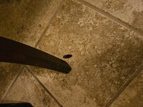 Dead roaches in the Carriage house