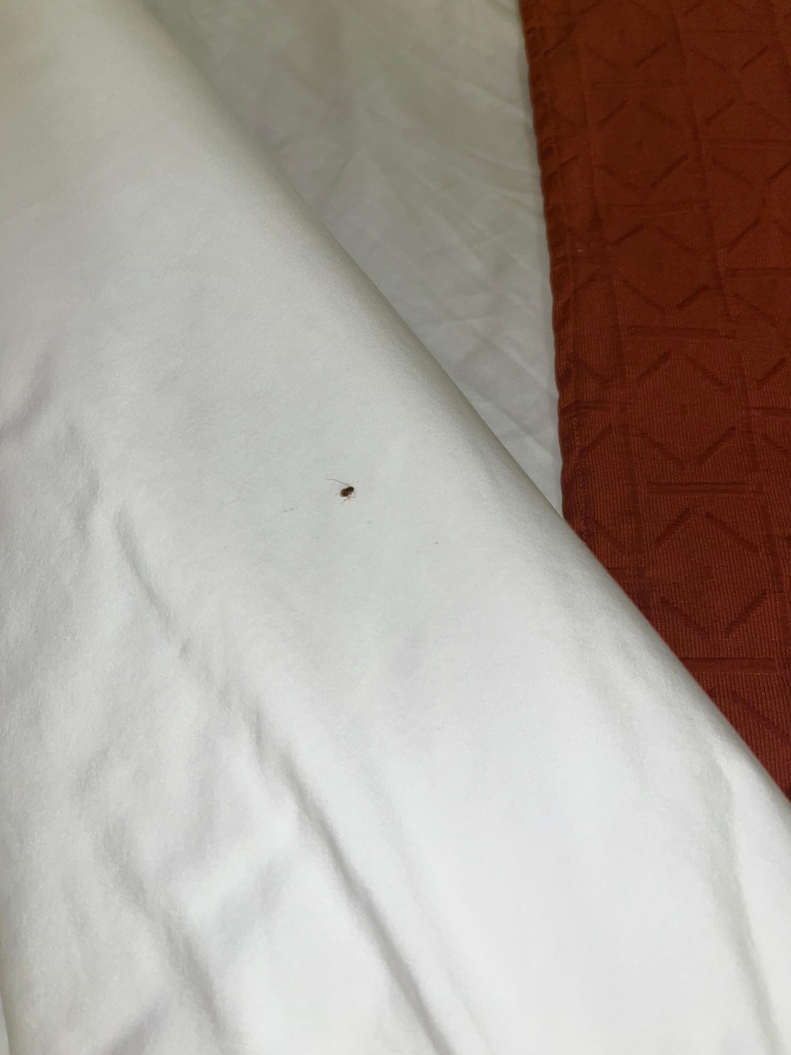 Roach in the bed