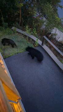 Even nature makes you feel at home. Just be smart and don't try to pet them. They are still wild just people acclimated.