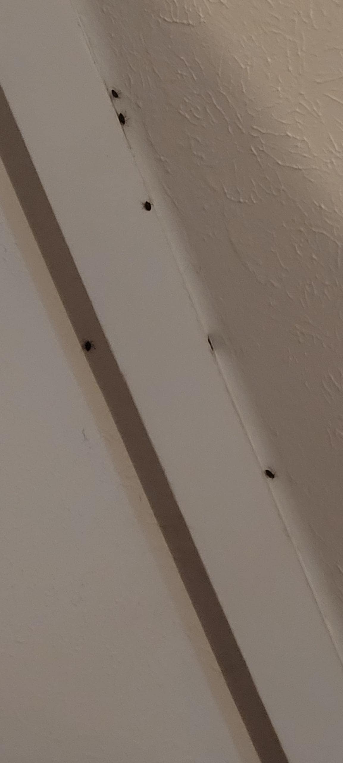 Stink bugs everywhere