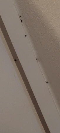 Stink bugs everywhere