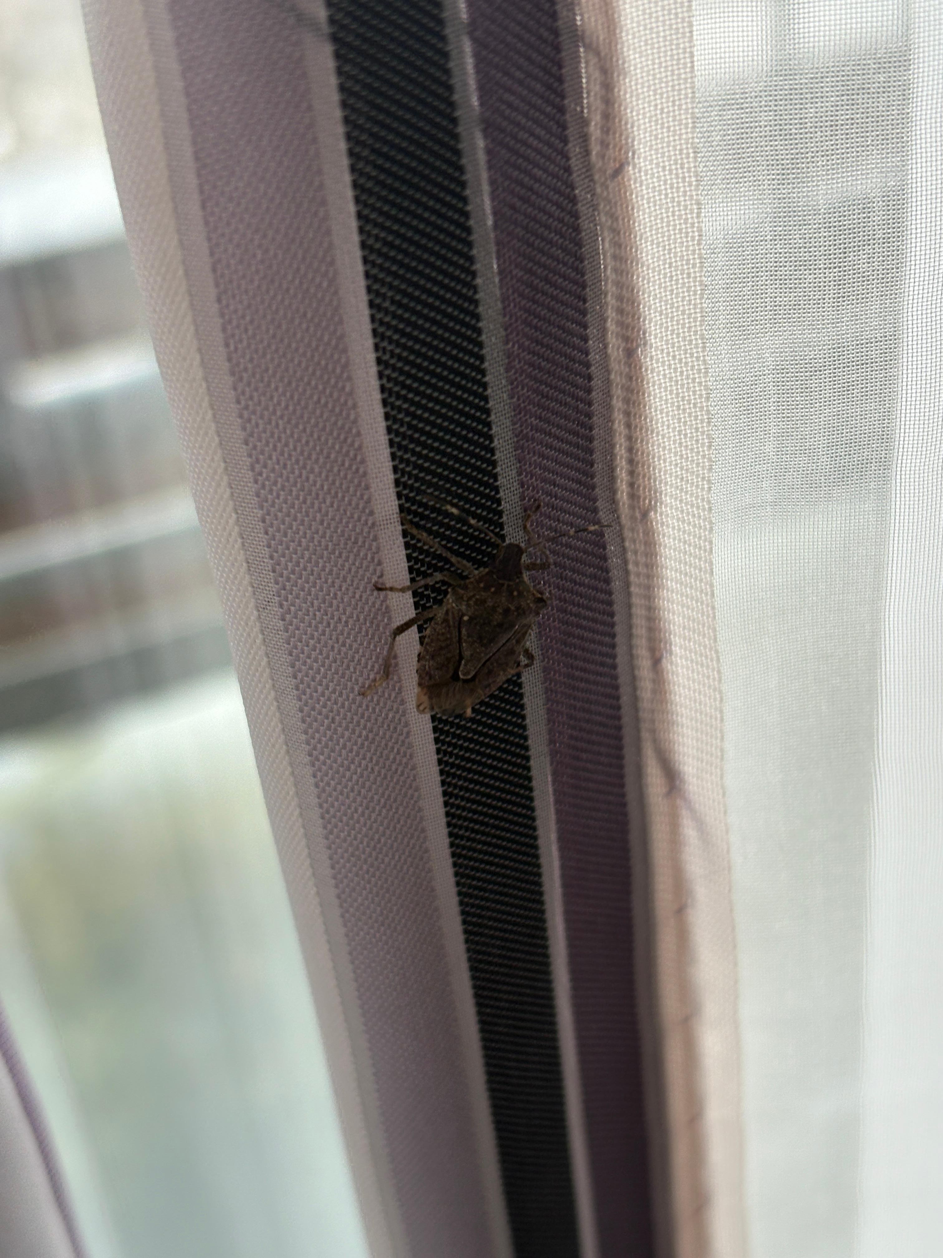 Bugs in the bedroom.