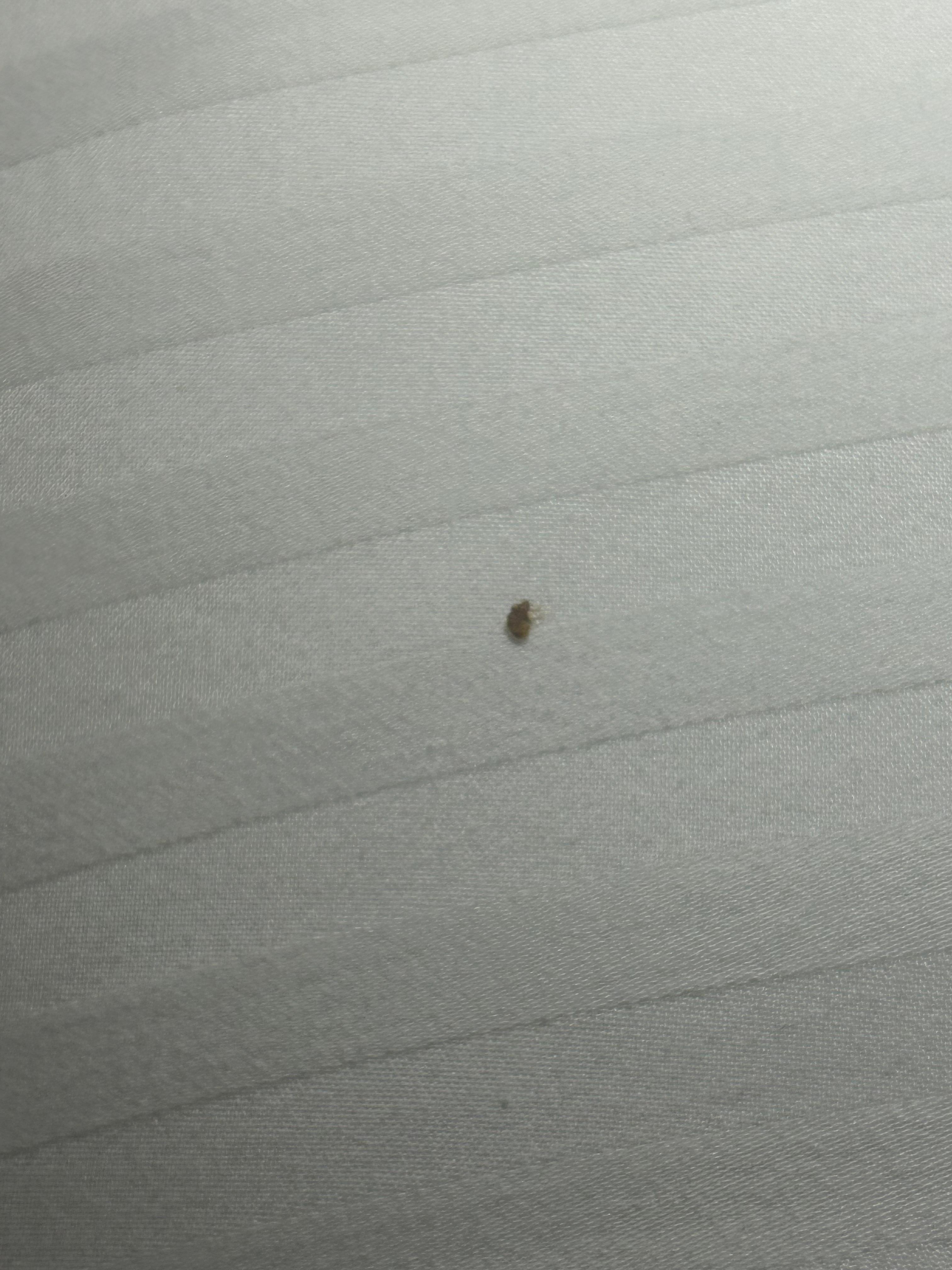 Bed bug after my husband killed it