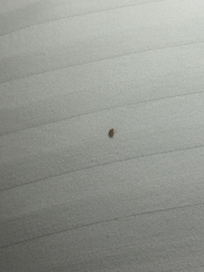 Bed bug after my husband killed it