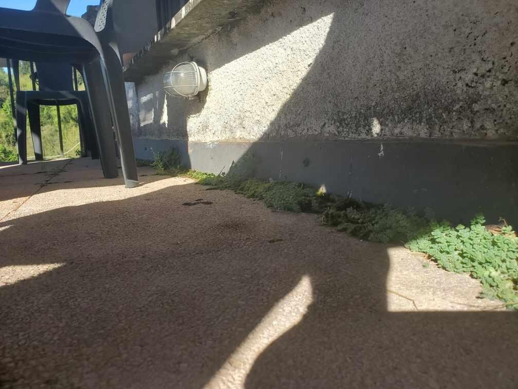 mousse sur la terrasse