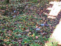 Trash- no outside maintenance at all.