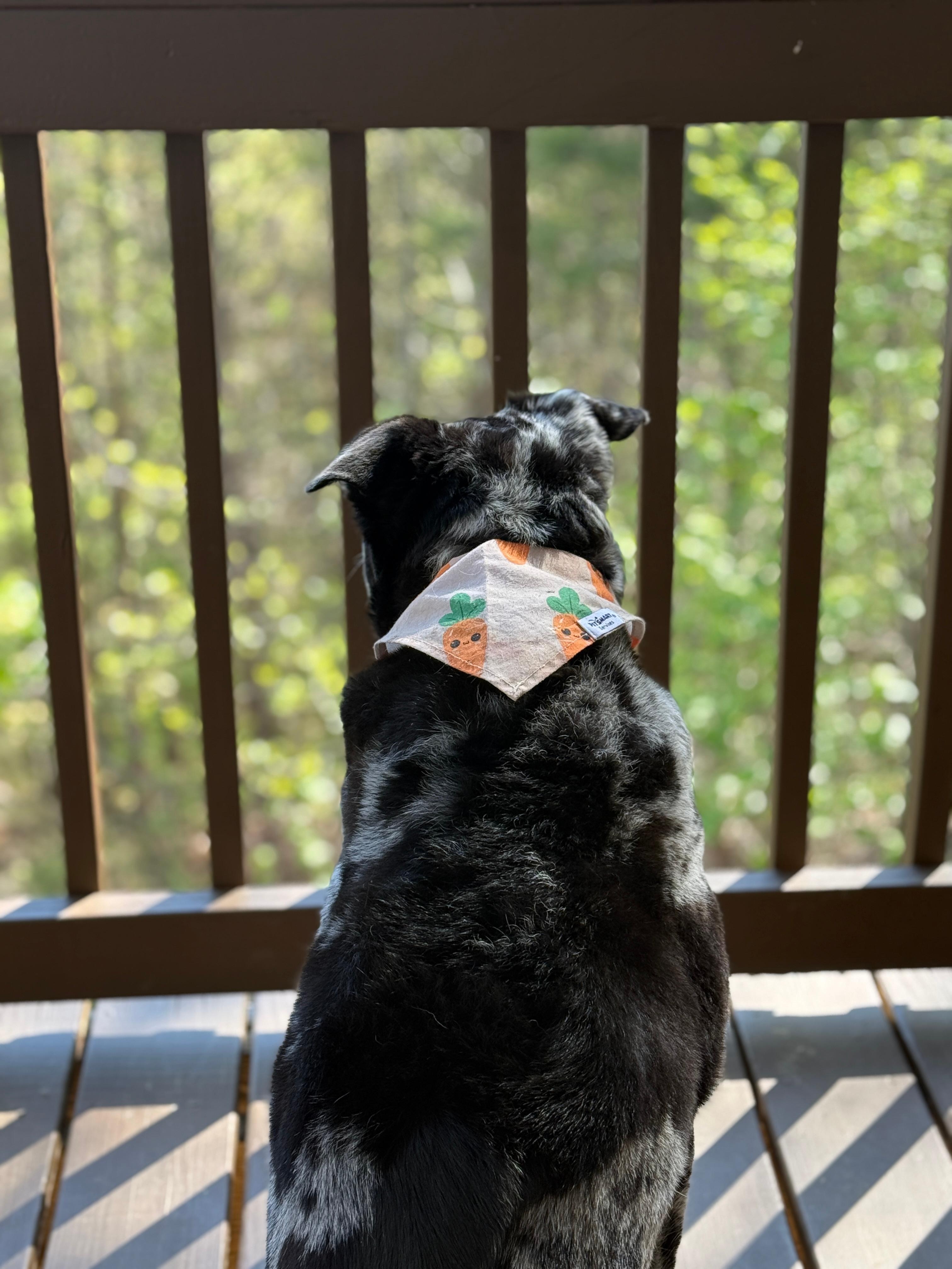 Our pup loved watching the birds from the deck!