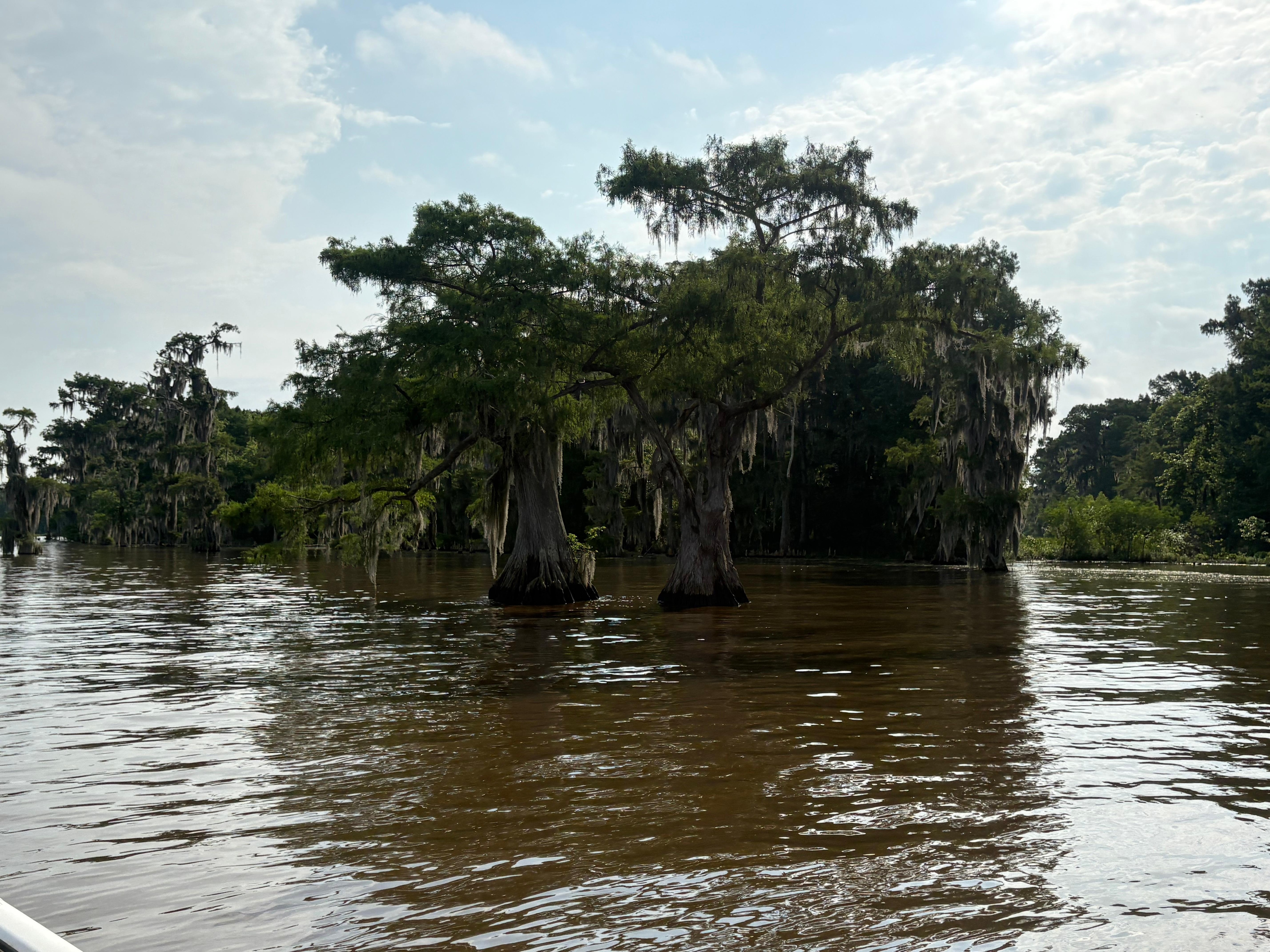 Beautiful cypress trees.   And bald eagles will be spotted.   
