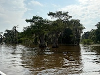 Beautiful cypress trees. And bald eagles will be spotted.