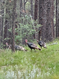Wild turkeys in the back yard!