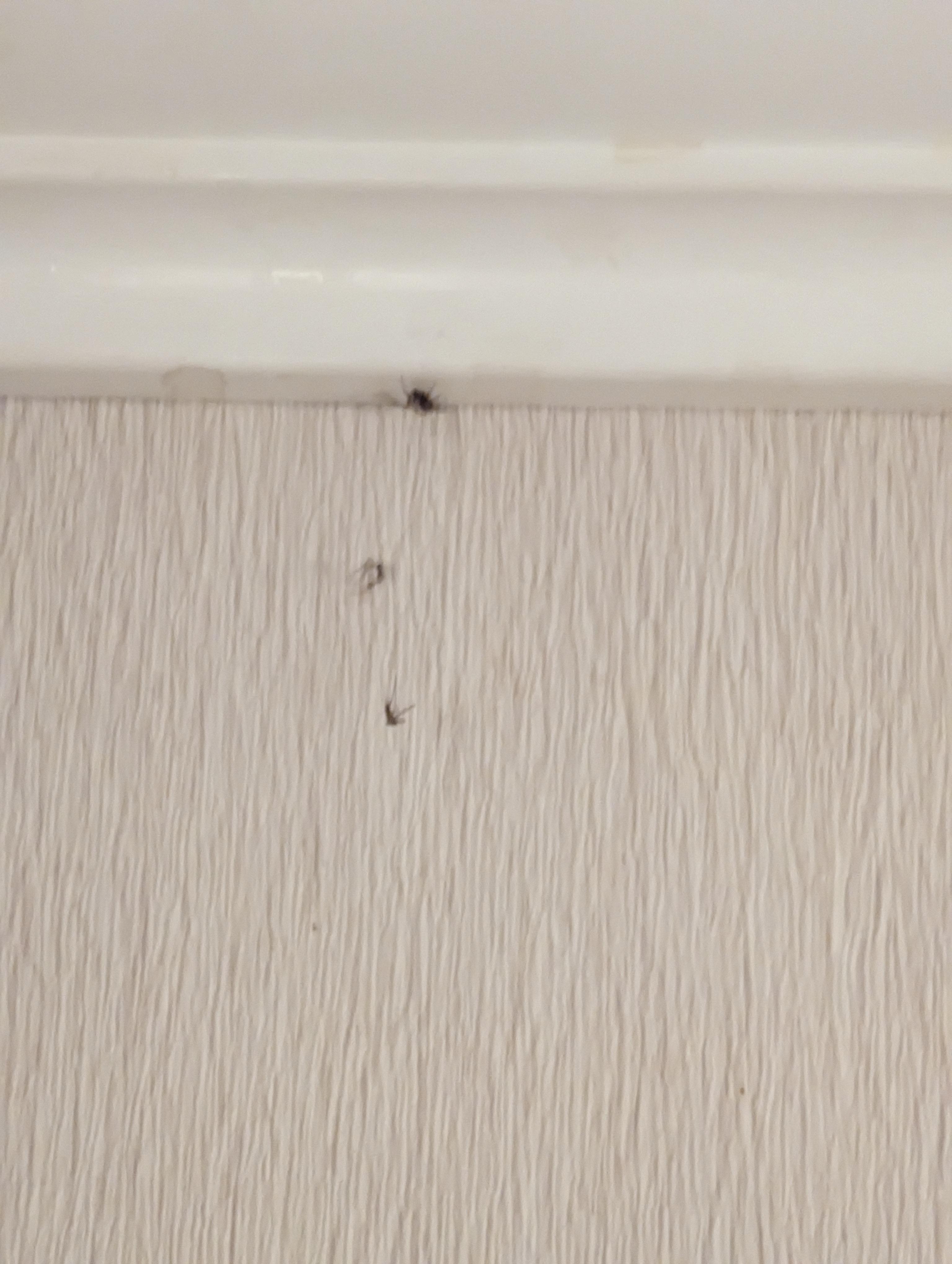 Bugs and webs in multiple places