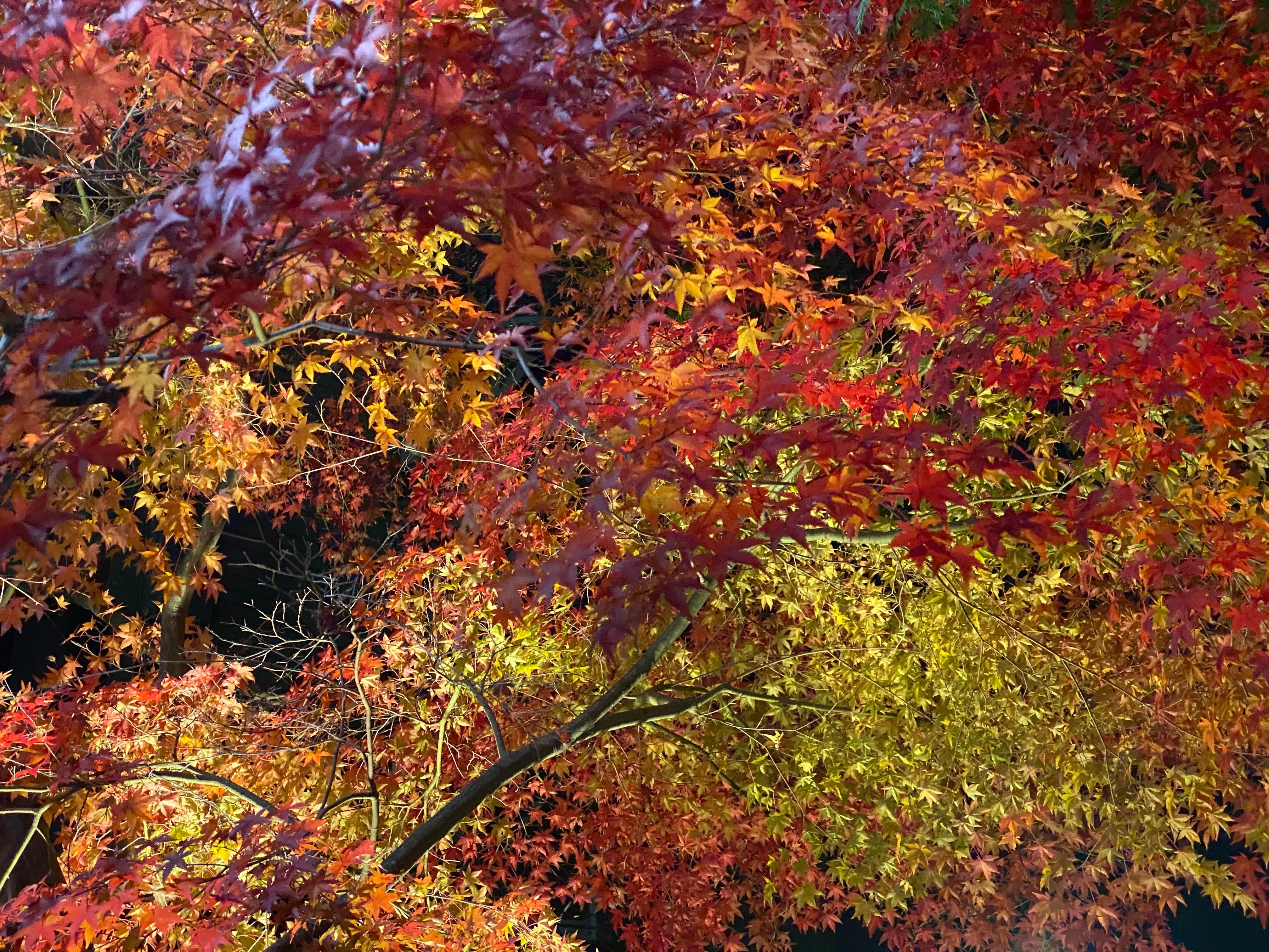 Autumn foliage