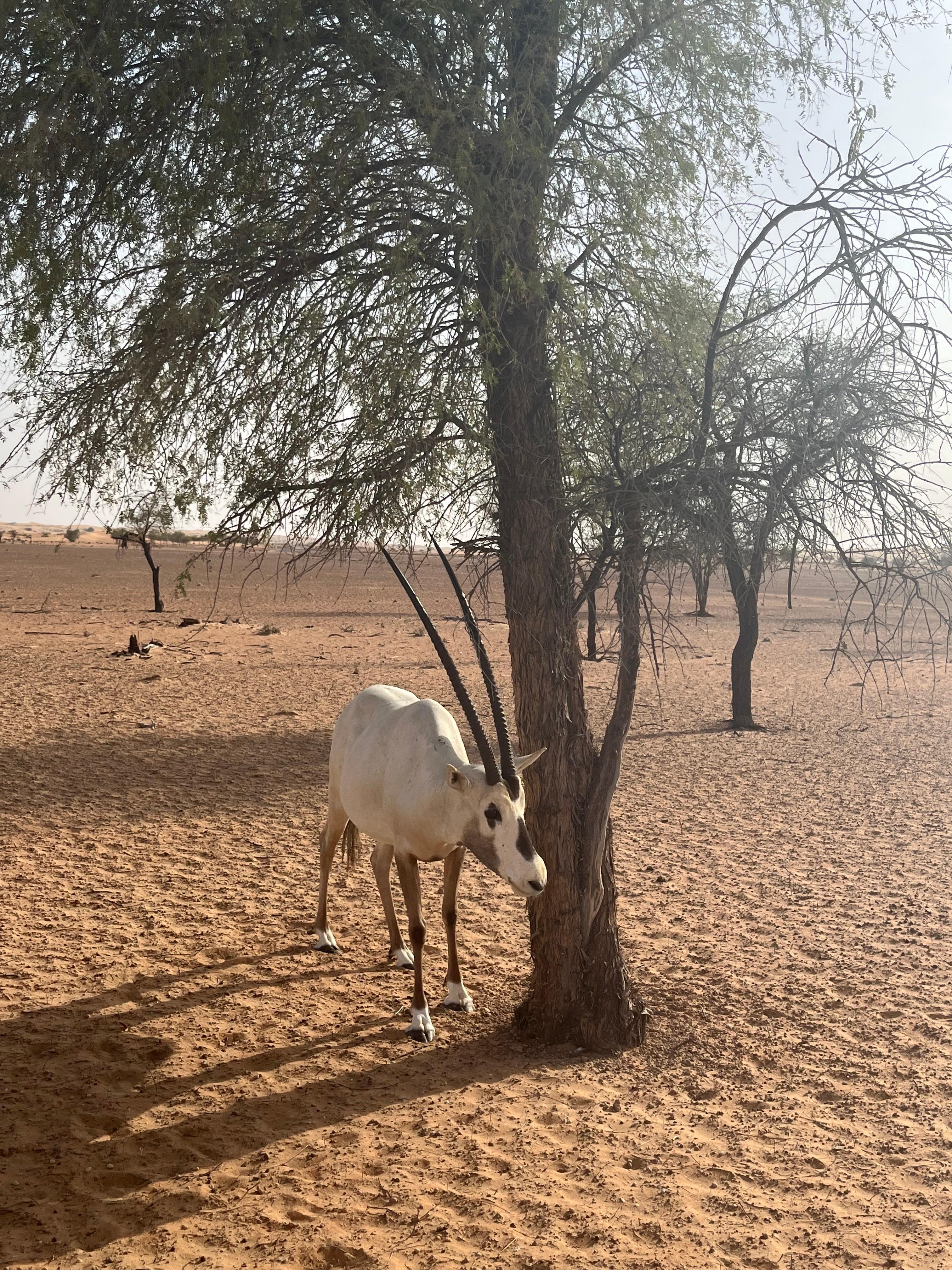 Saw many oryx on our wildlife drive