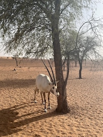 Saw many oryx on our wildlife drive