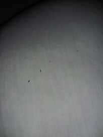 Black specks on sheets