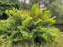 Prachtige Koningsvarens in J. P. Thijssepark