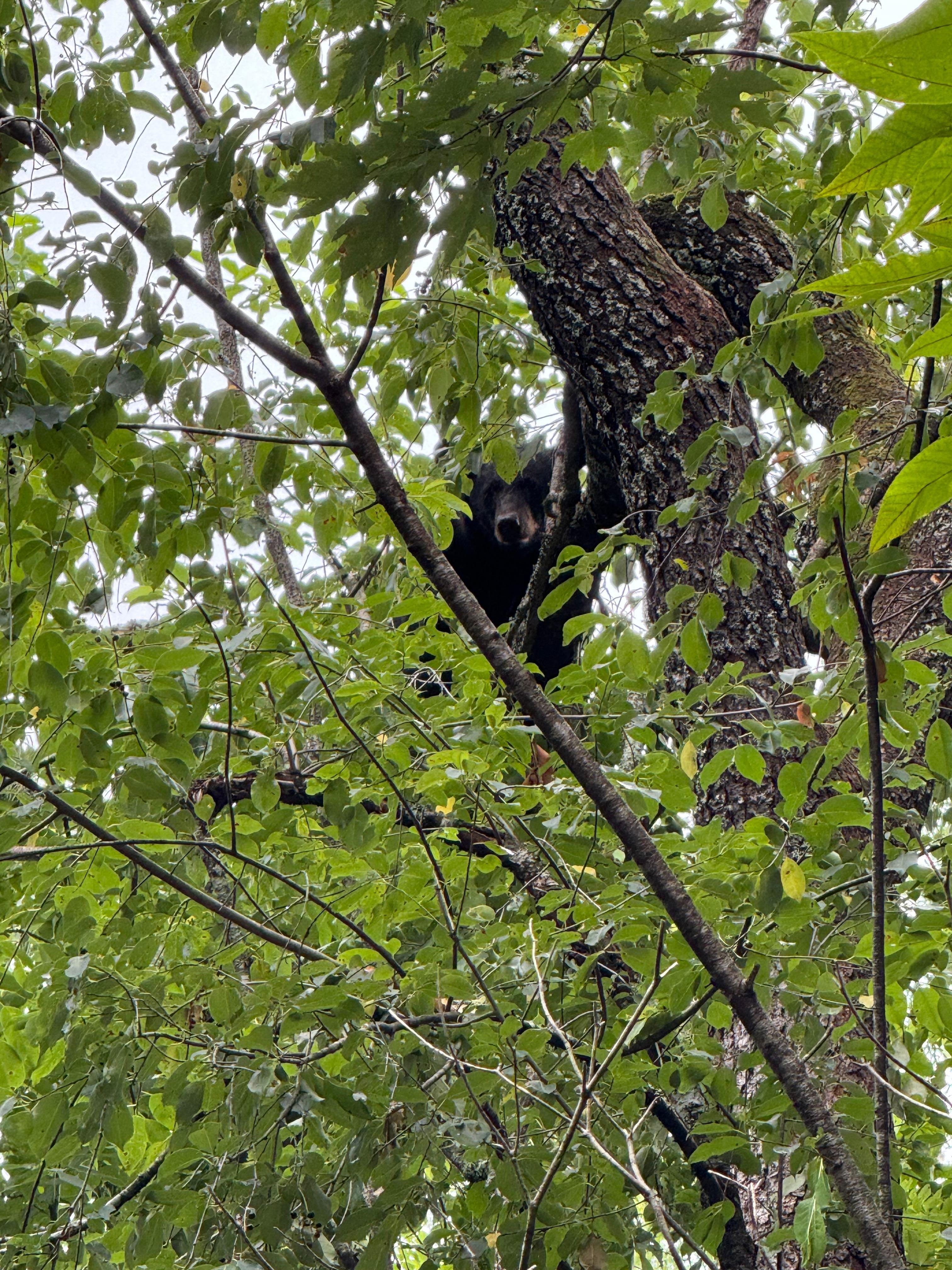 Momma bear up in the tree. Her cubs were further up playing in the leaves.
