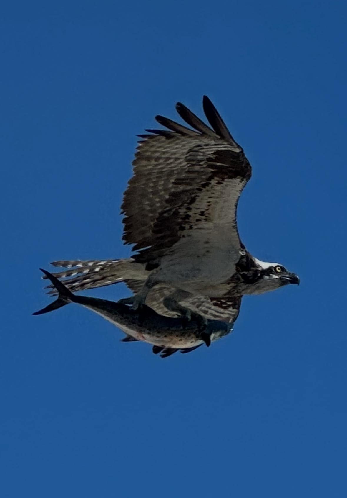 Osprey with fish! Pic taken with iPhone through the window.