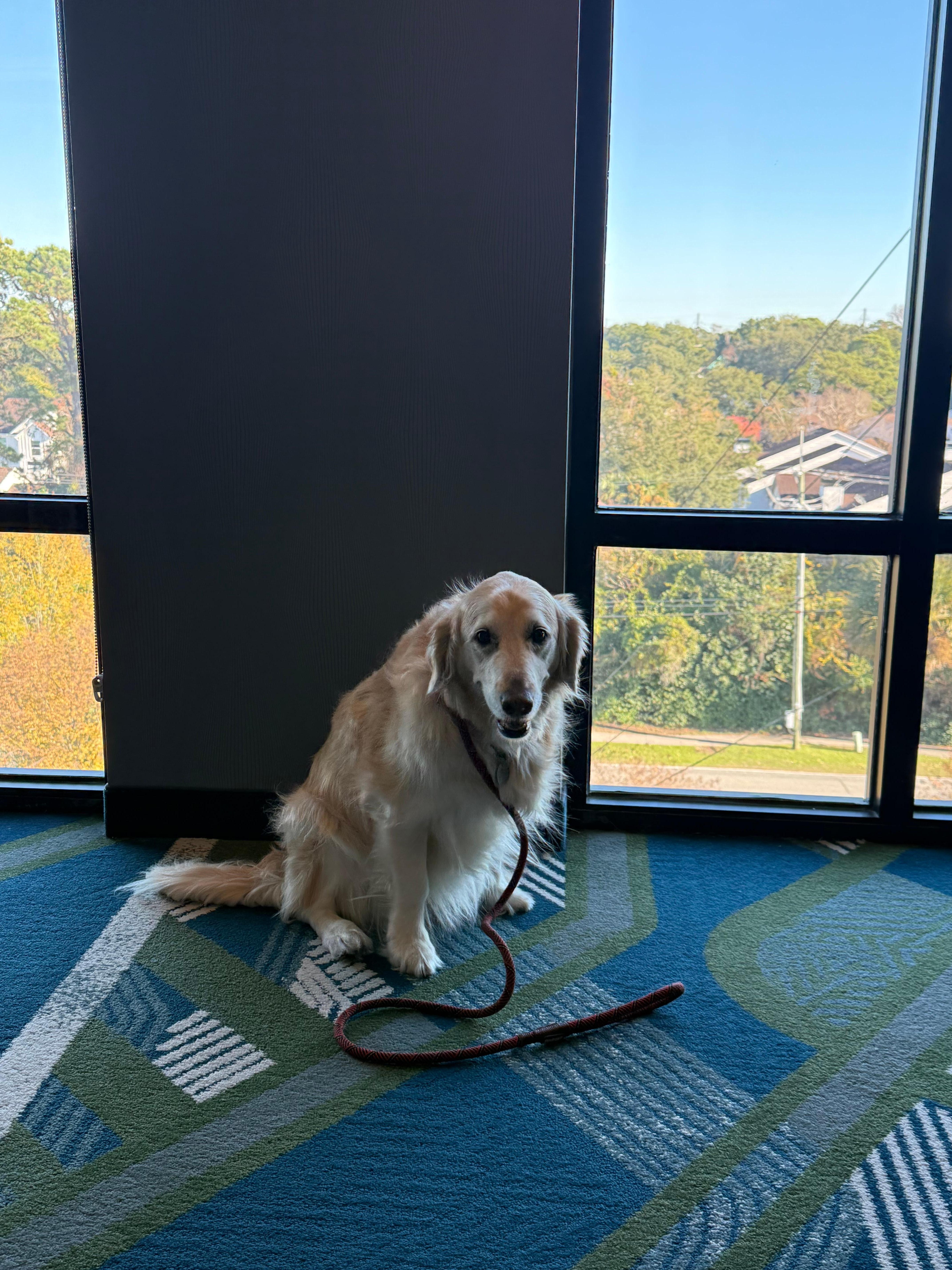 Pet friendly, great view from the room. 