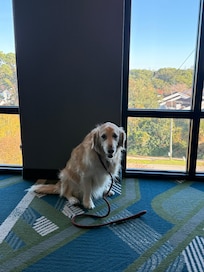 Pet friendly, great view from the room.