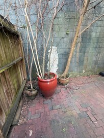 Dead trees and broken pots, patio hasn’t been swept in months.