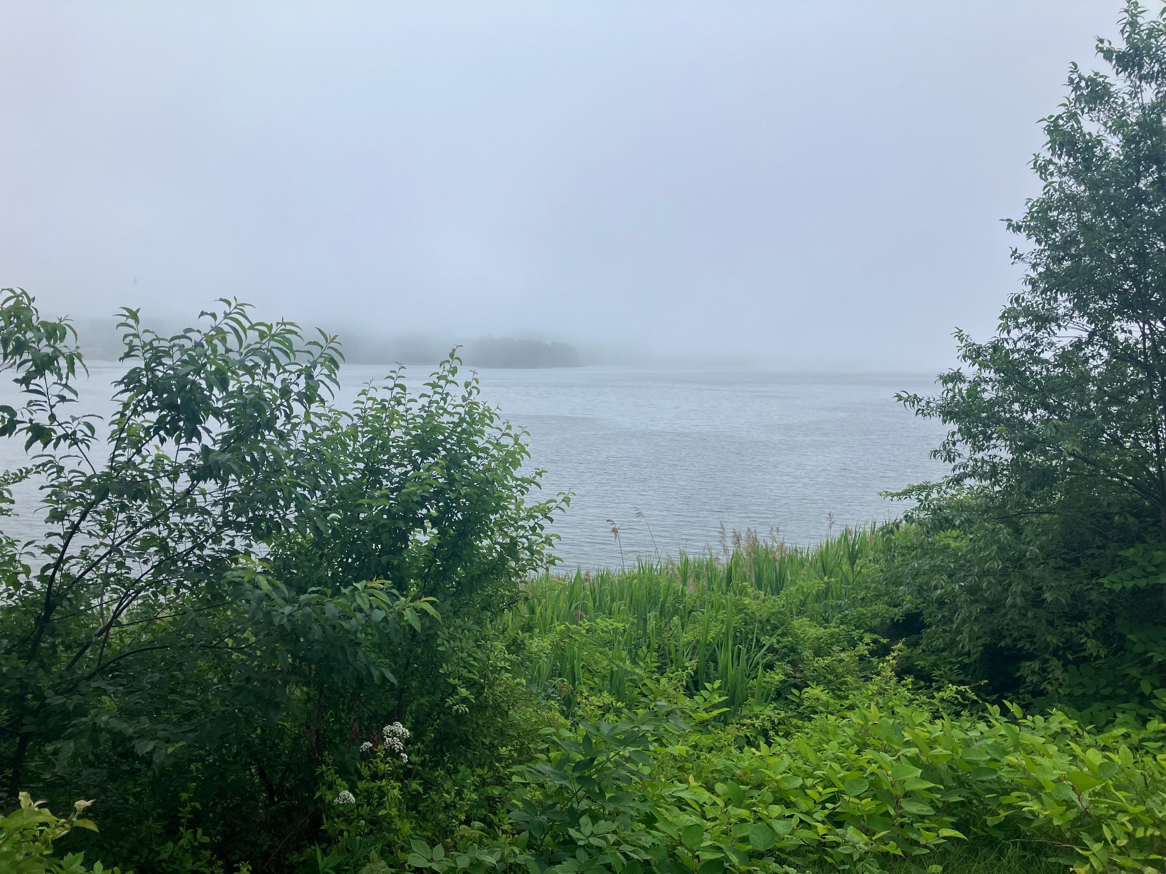 View from Backyard in fog