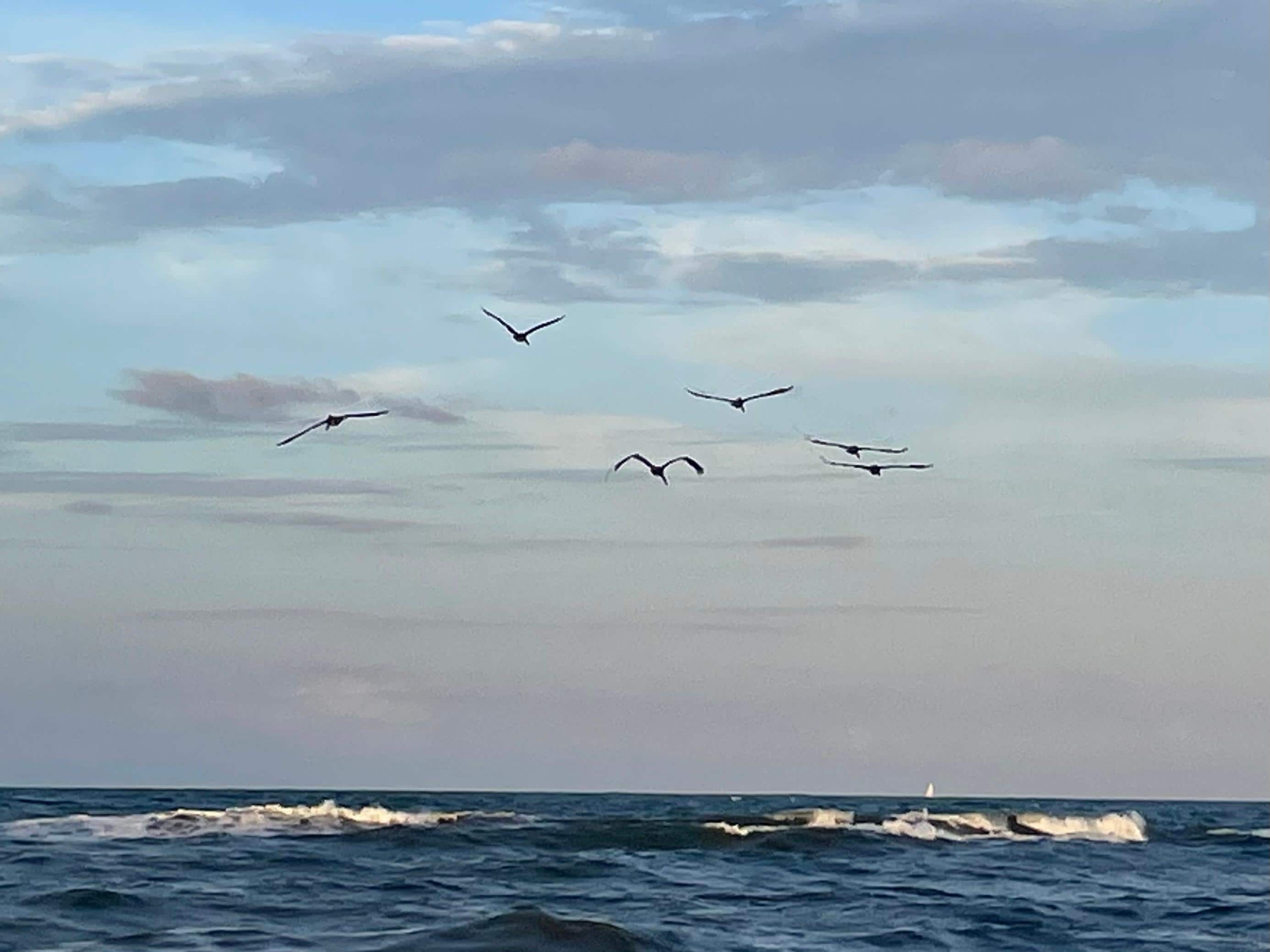 Beach out back with Pelicans near sunset.  