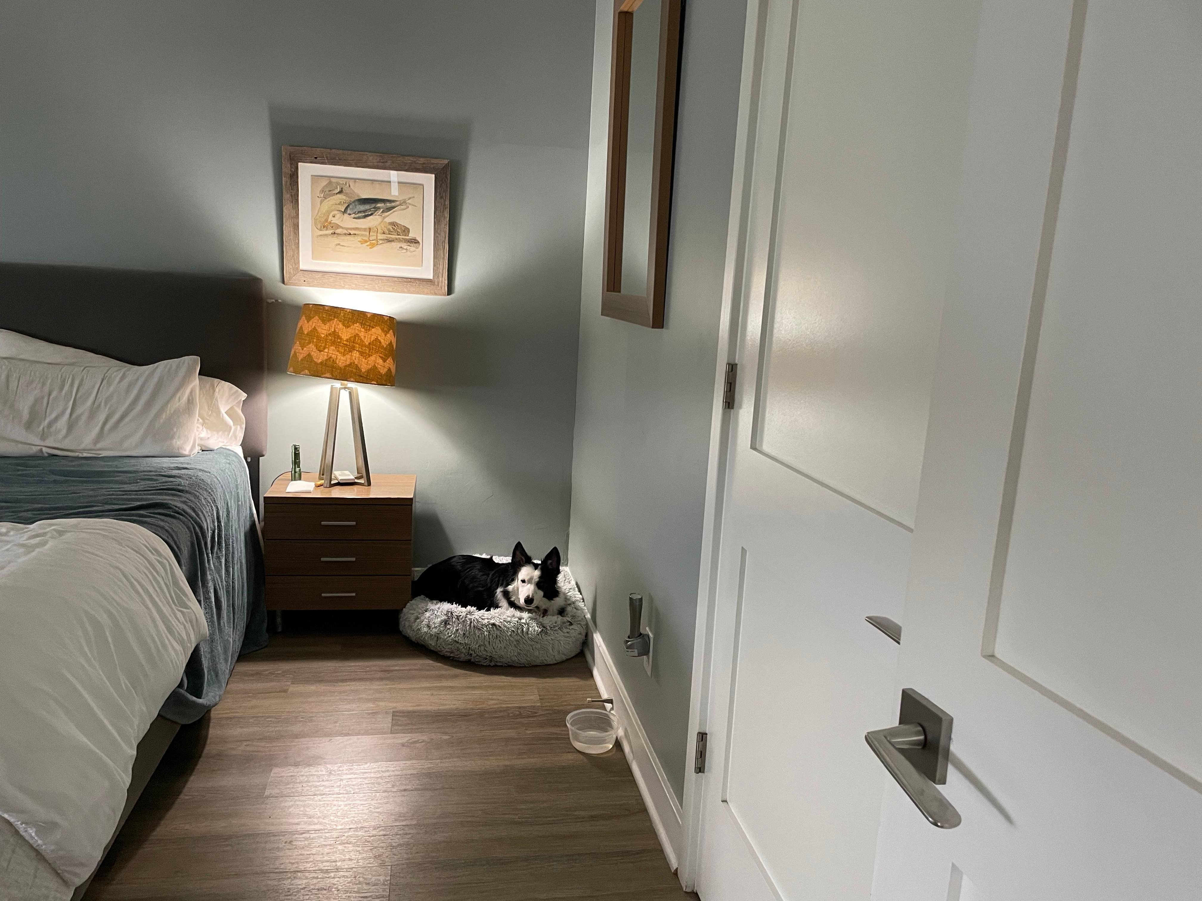 Cash the dog enjoying his stay 