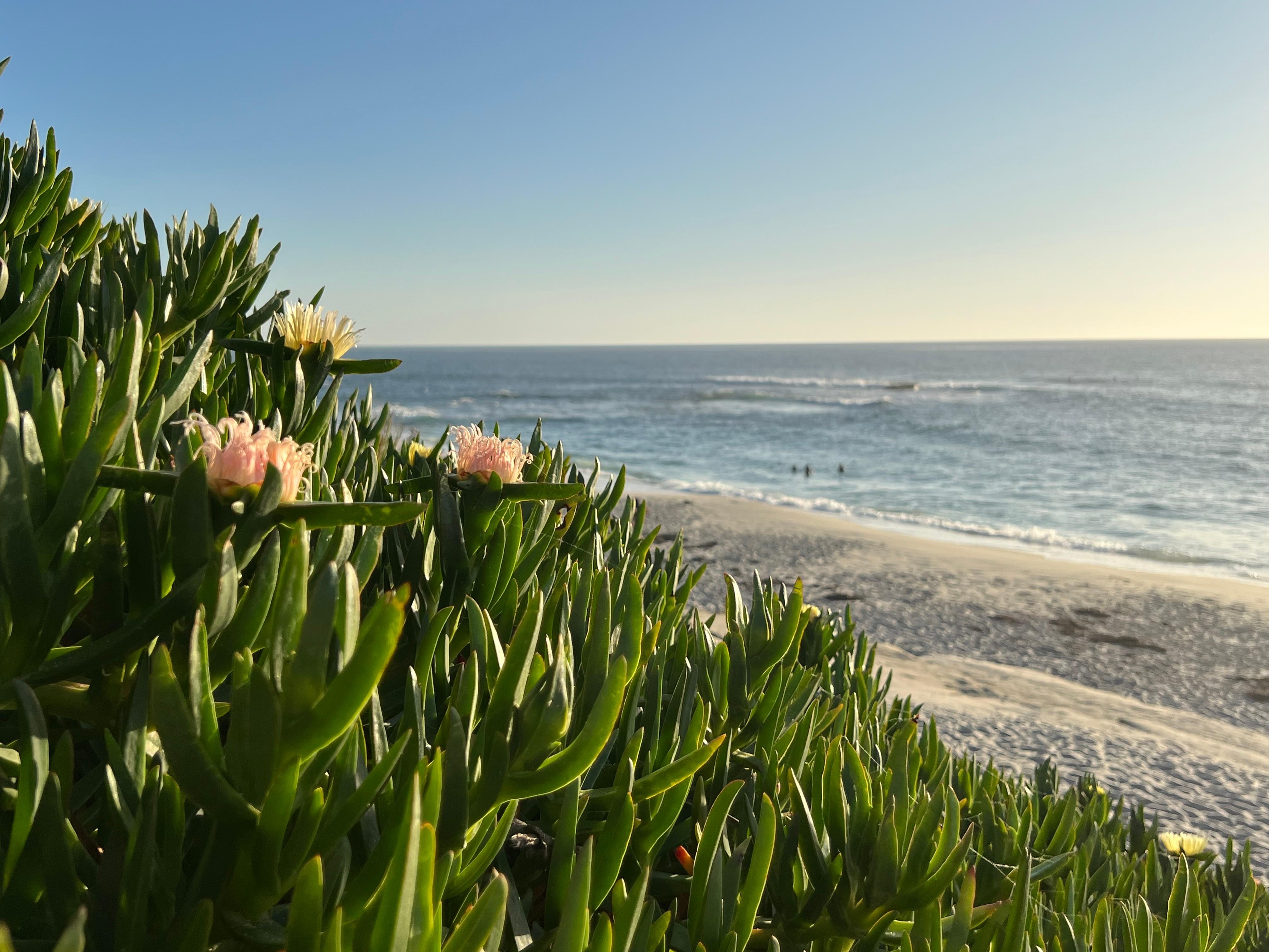 View from Windansea beach