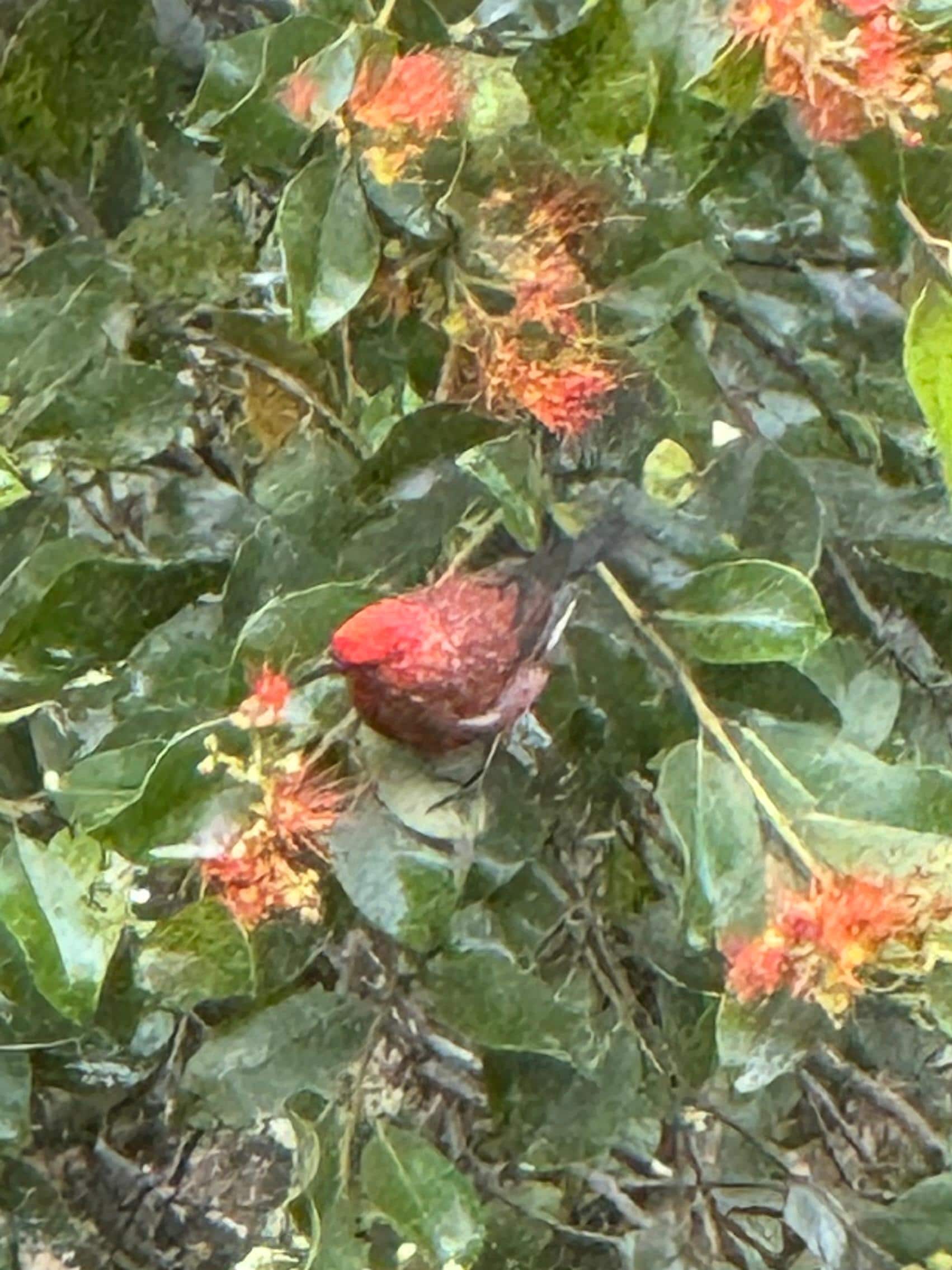 ‘Apapane in the ‘O’hia tree.