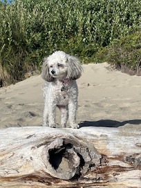 Beach pet friendly