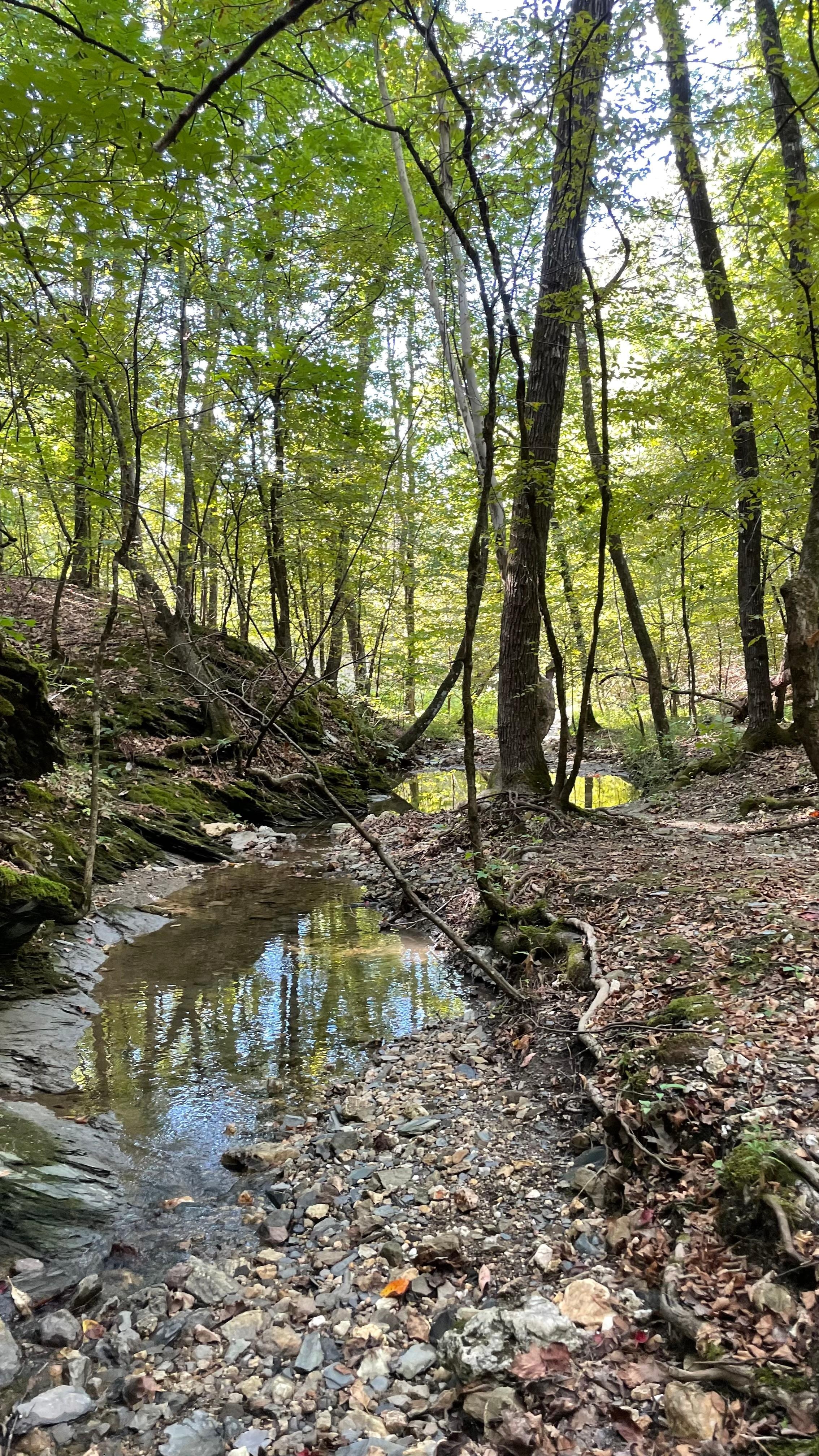 Backyard nature where the deer roam. 