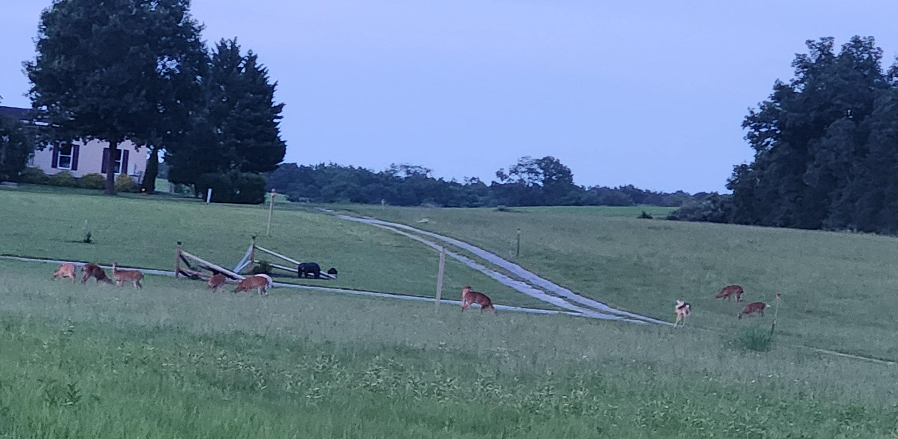 Deer in the field behind the barn