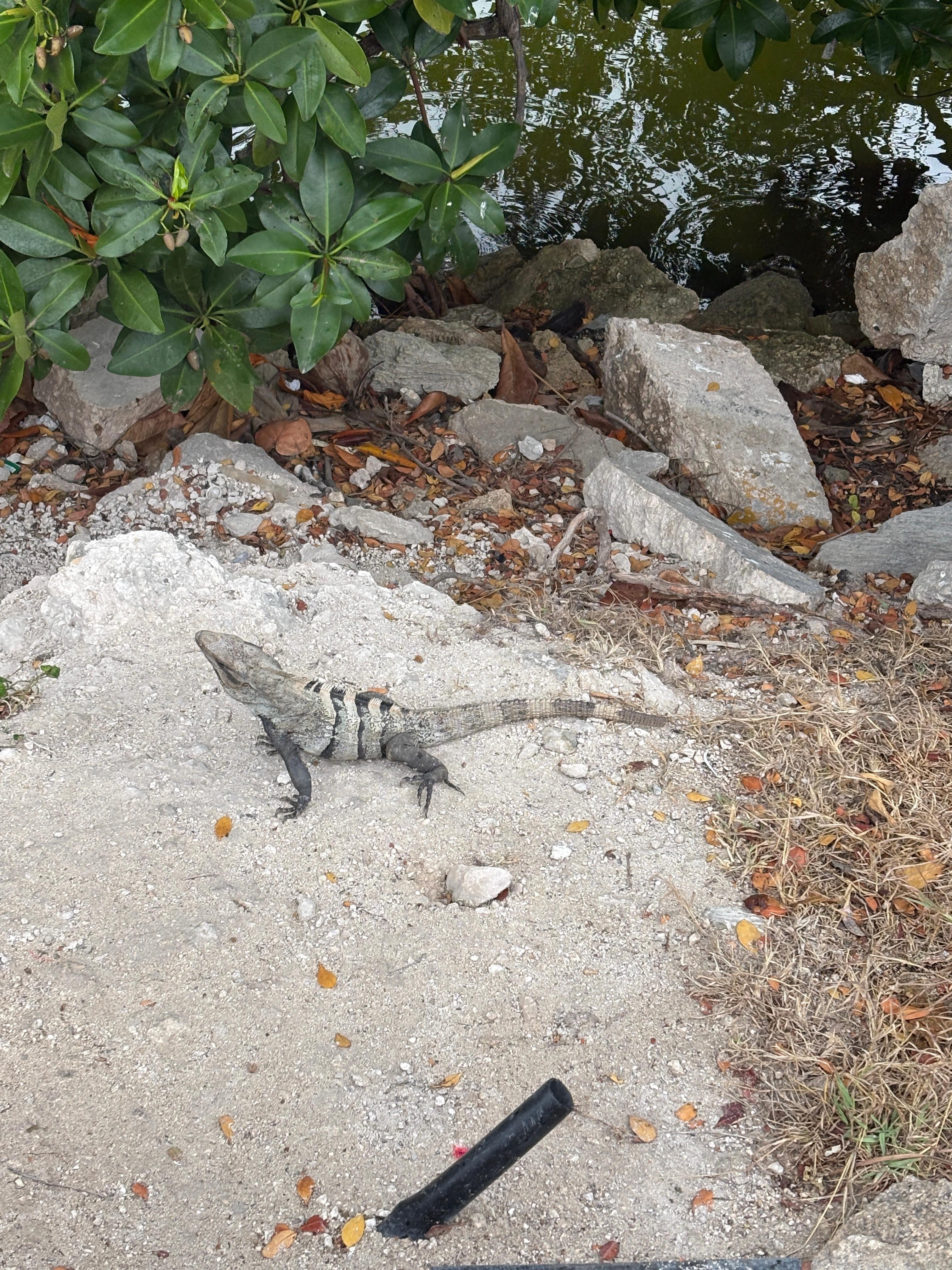 If you walk off the resort these are everywhere! 