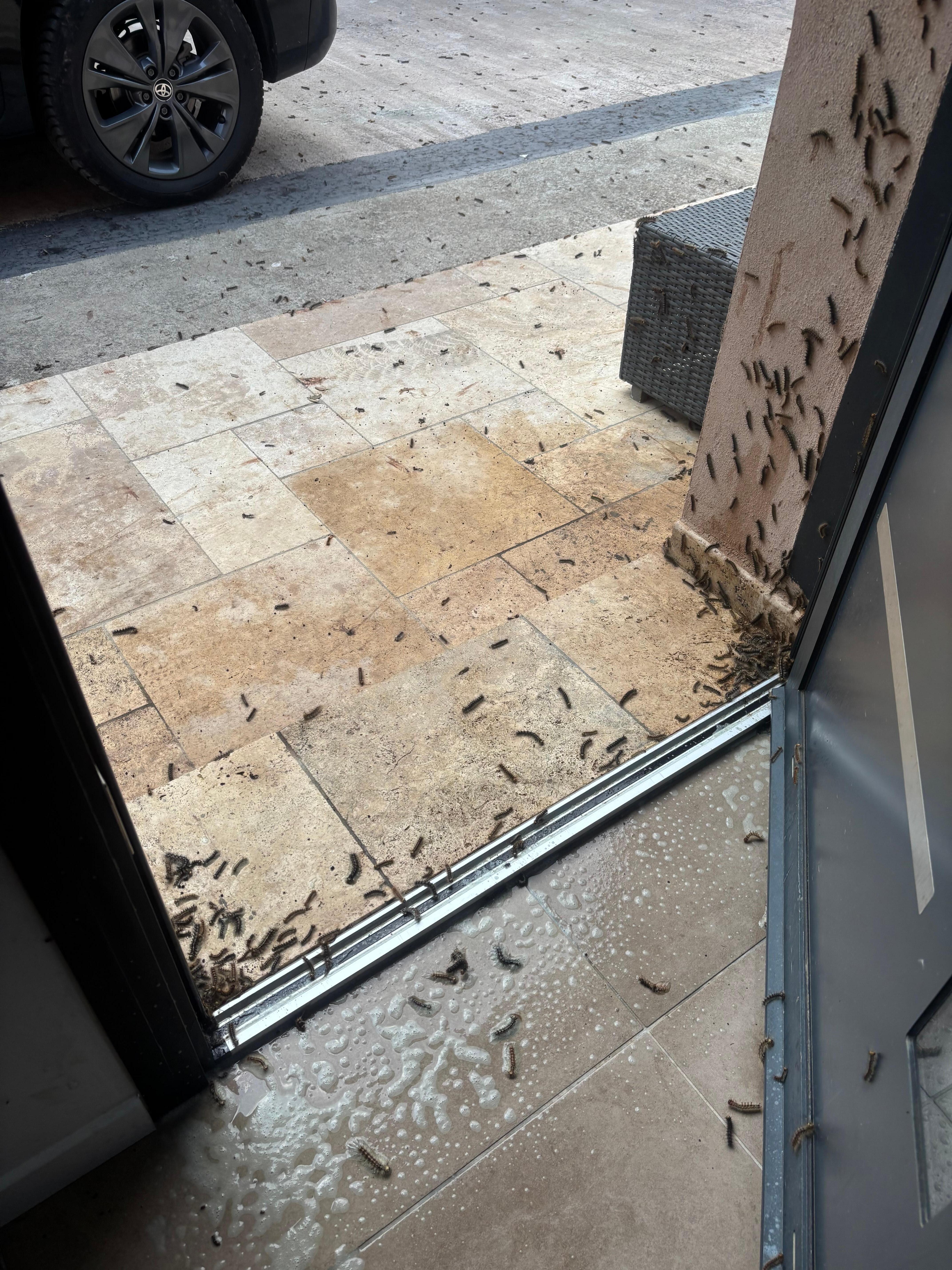 Raupen beim öffnen der Haustüre. Von der Decke fallen sie auf dich, an den Wänden und am Boden sind hunderte davon, sie versuchen in die Wohnung zu gelangen