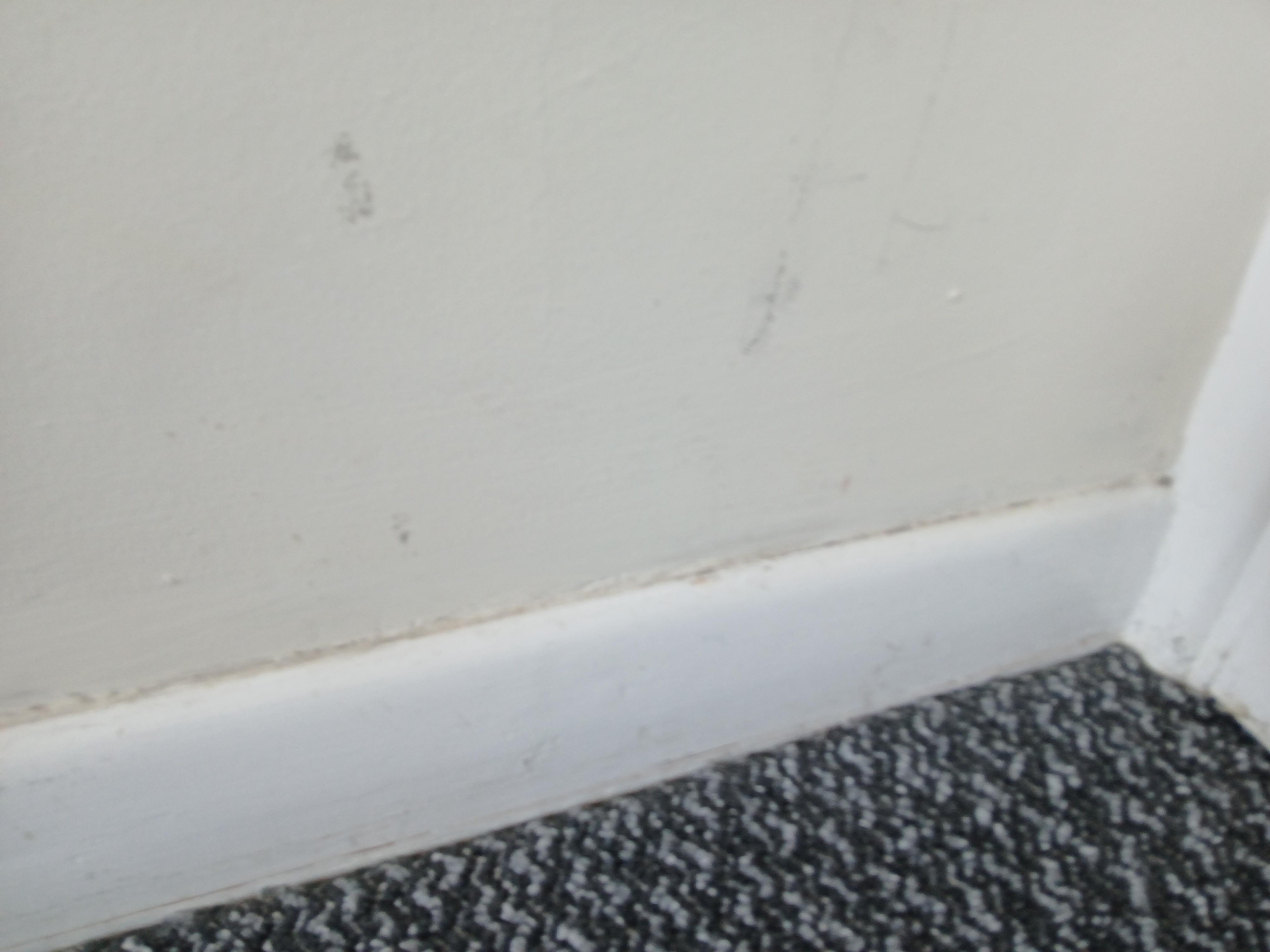 Filthy Skirting
