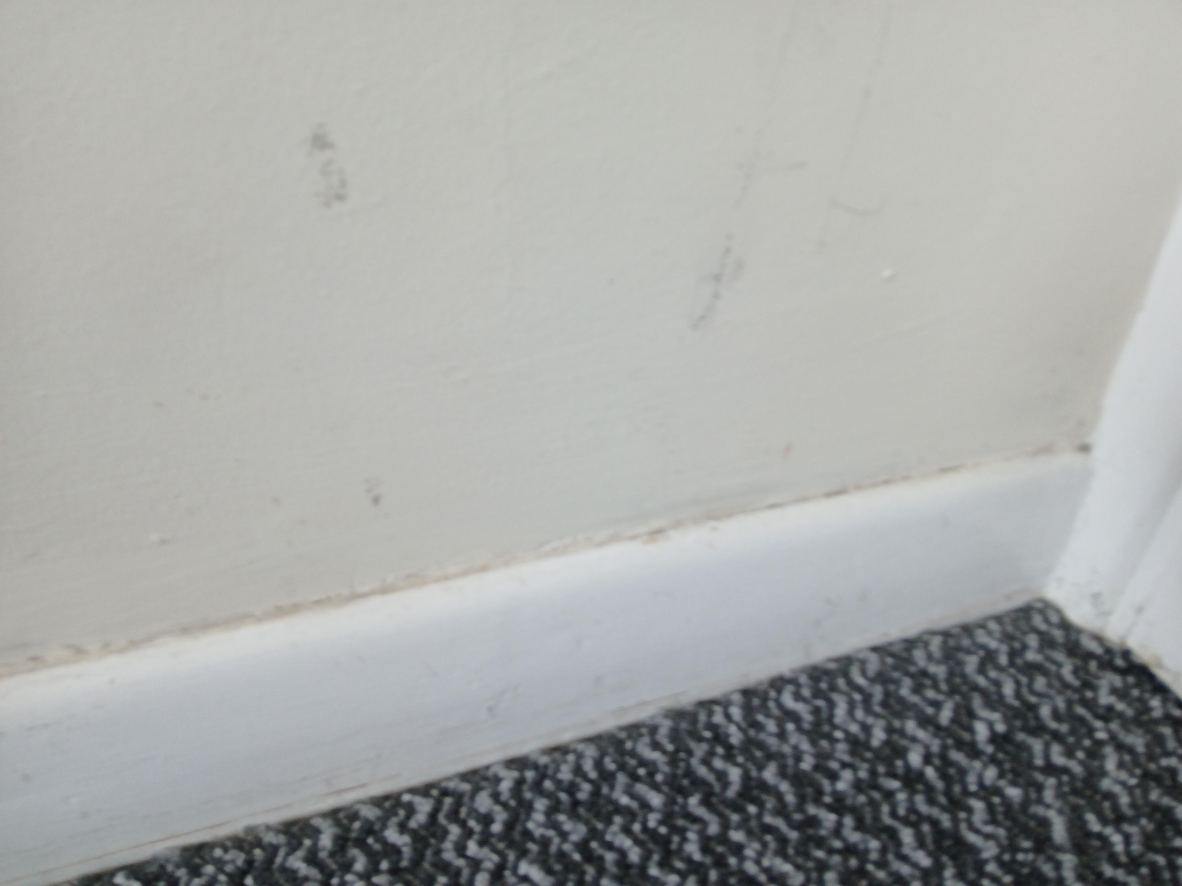 Filthy Skirting