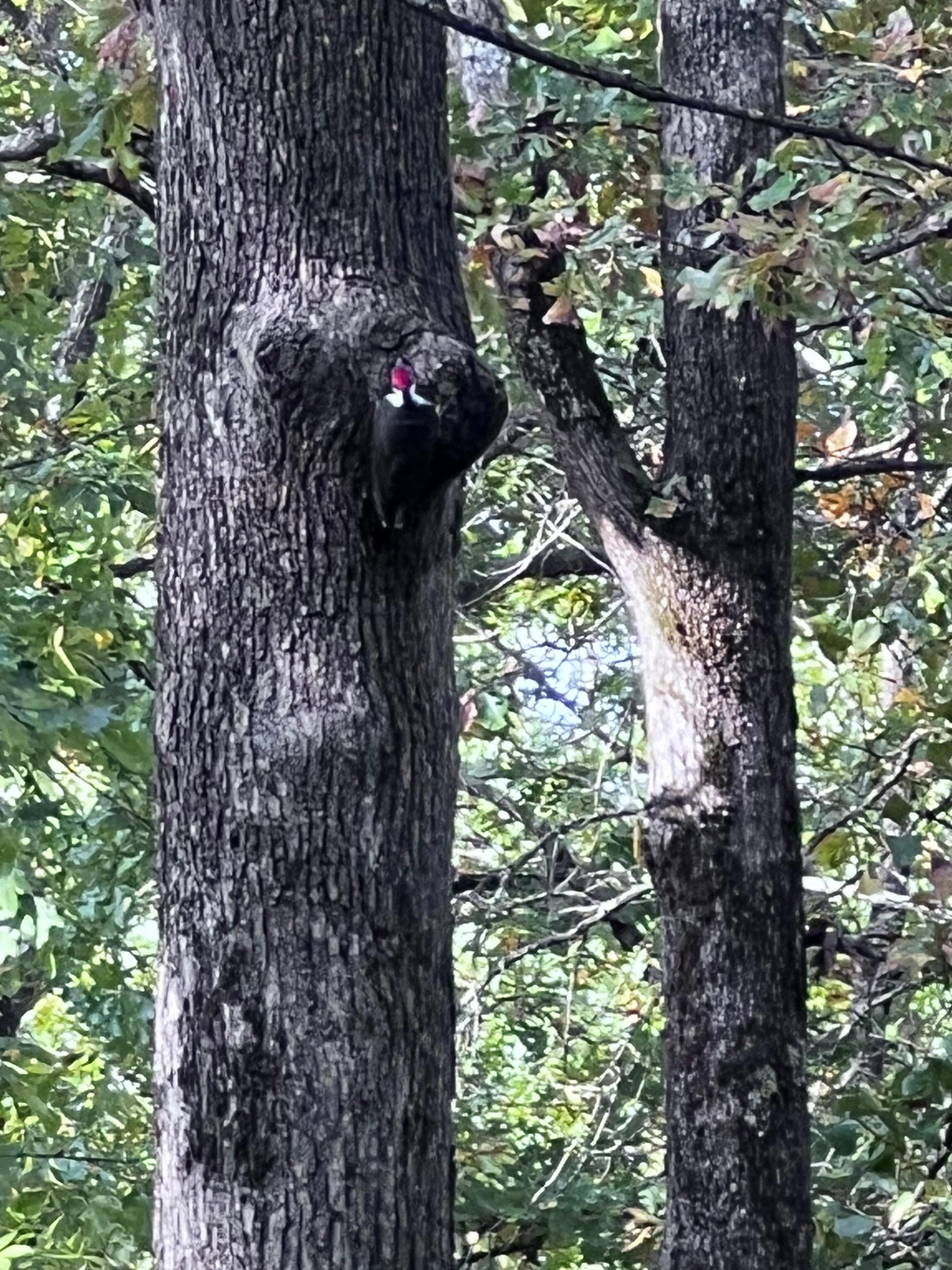Pileated Woodpecker 
