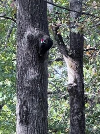 Pileated Woodpecker