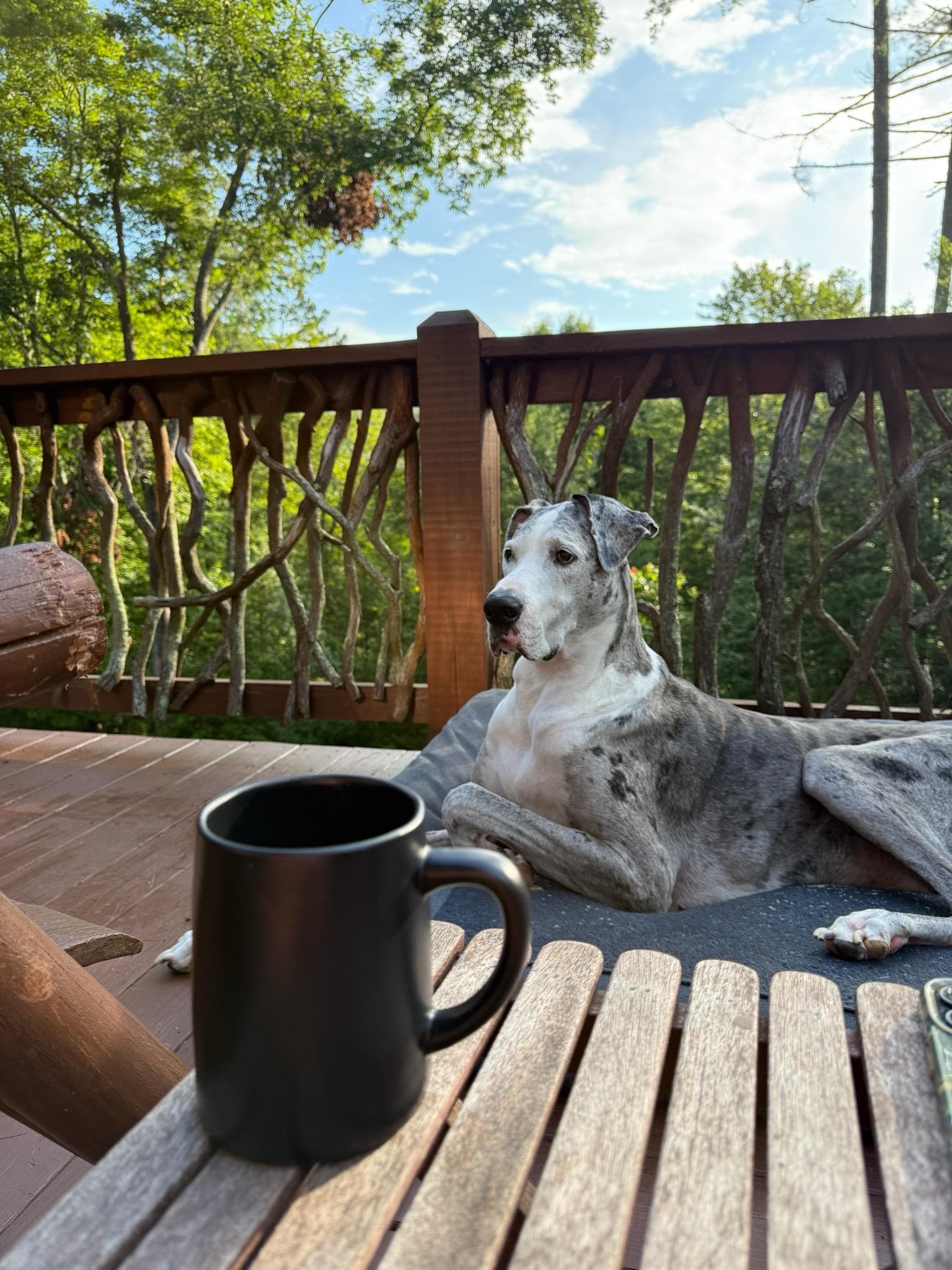 Our great dane enjoyed his vacation time as well.