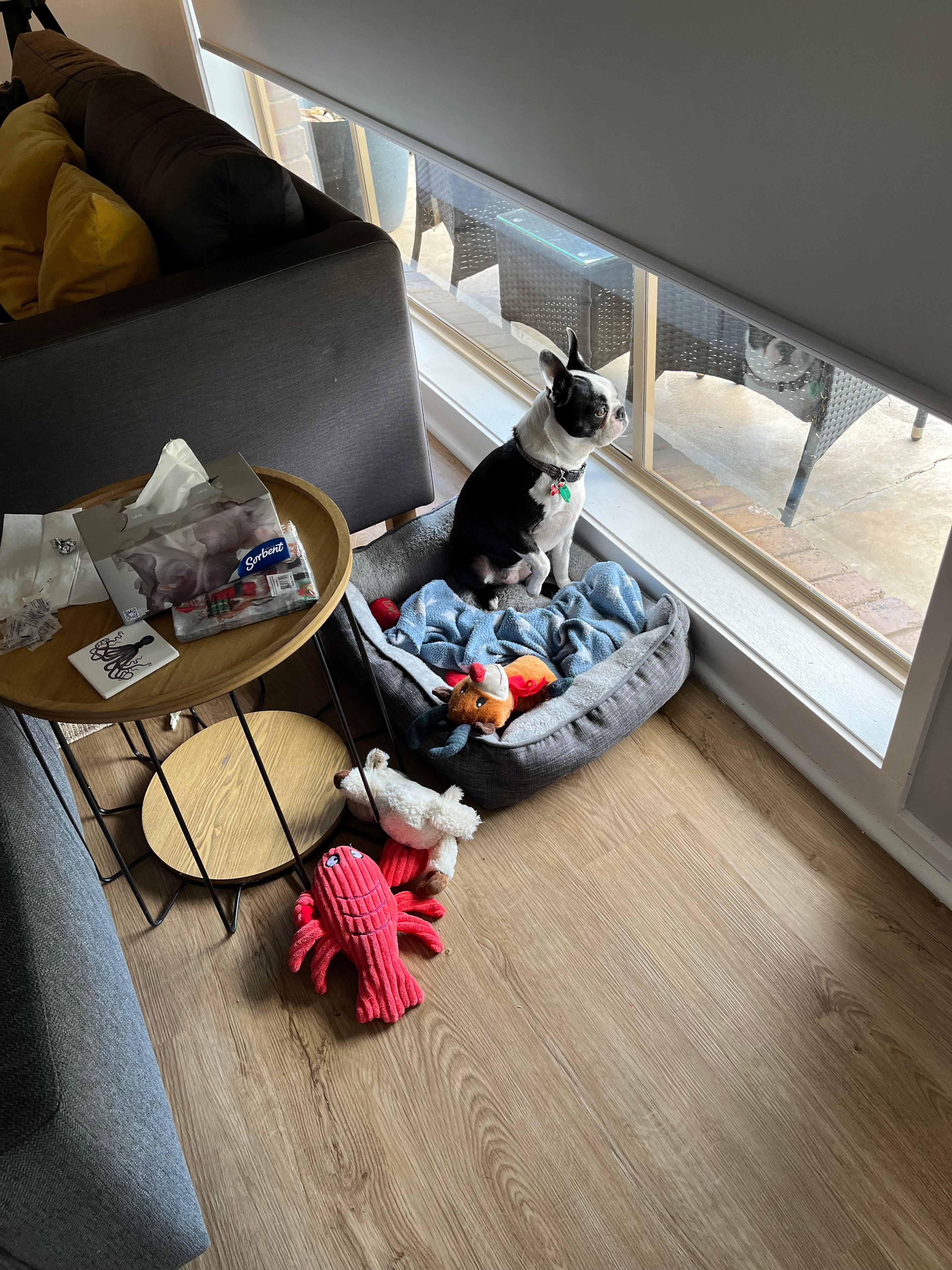 Gypsy the Boston Terrier loving all the windows to look out.