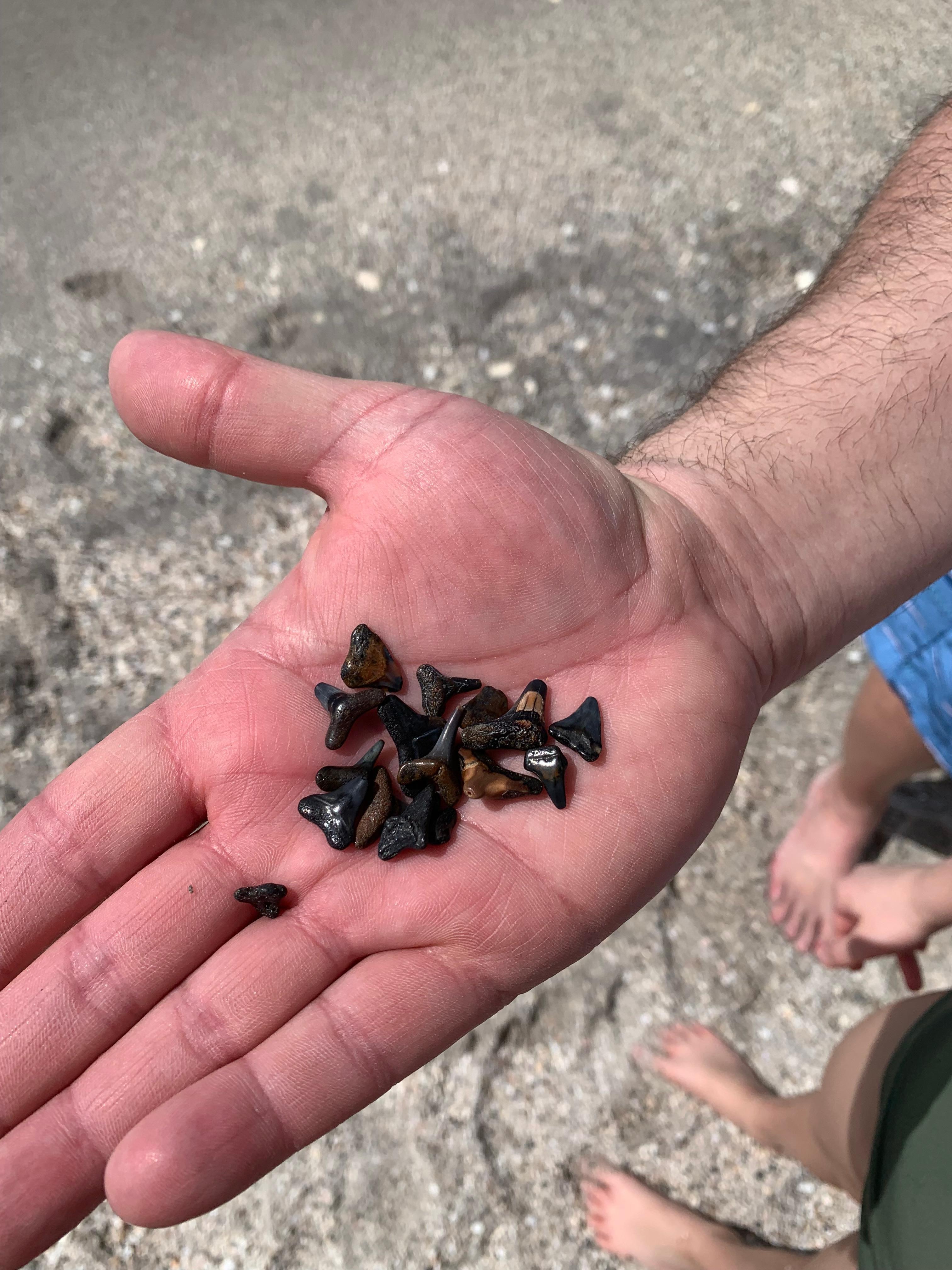 Hunting shark teeth at Manasota Beach.