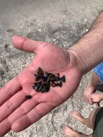 Hunting shark teeth at Manasota Beach.