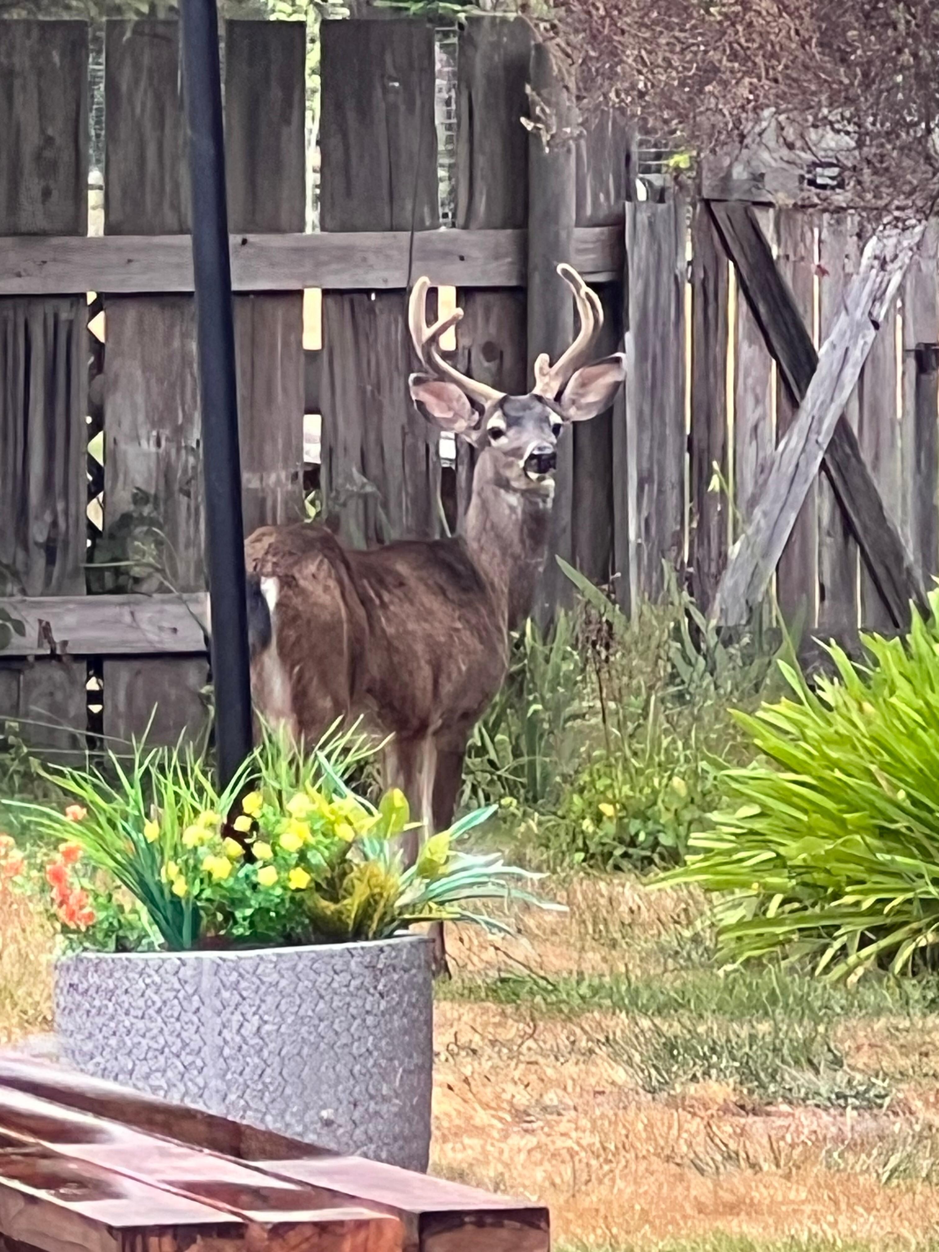 One of our daily visitors. We enjoyed him "deerly".