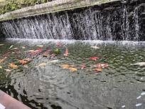 Koi carp in the Japanese garden