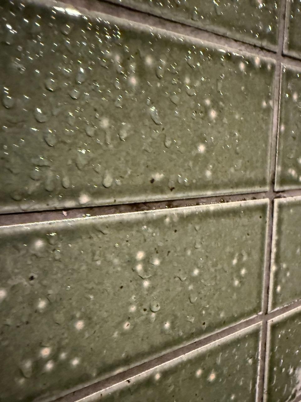 Black mold shower wall