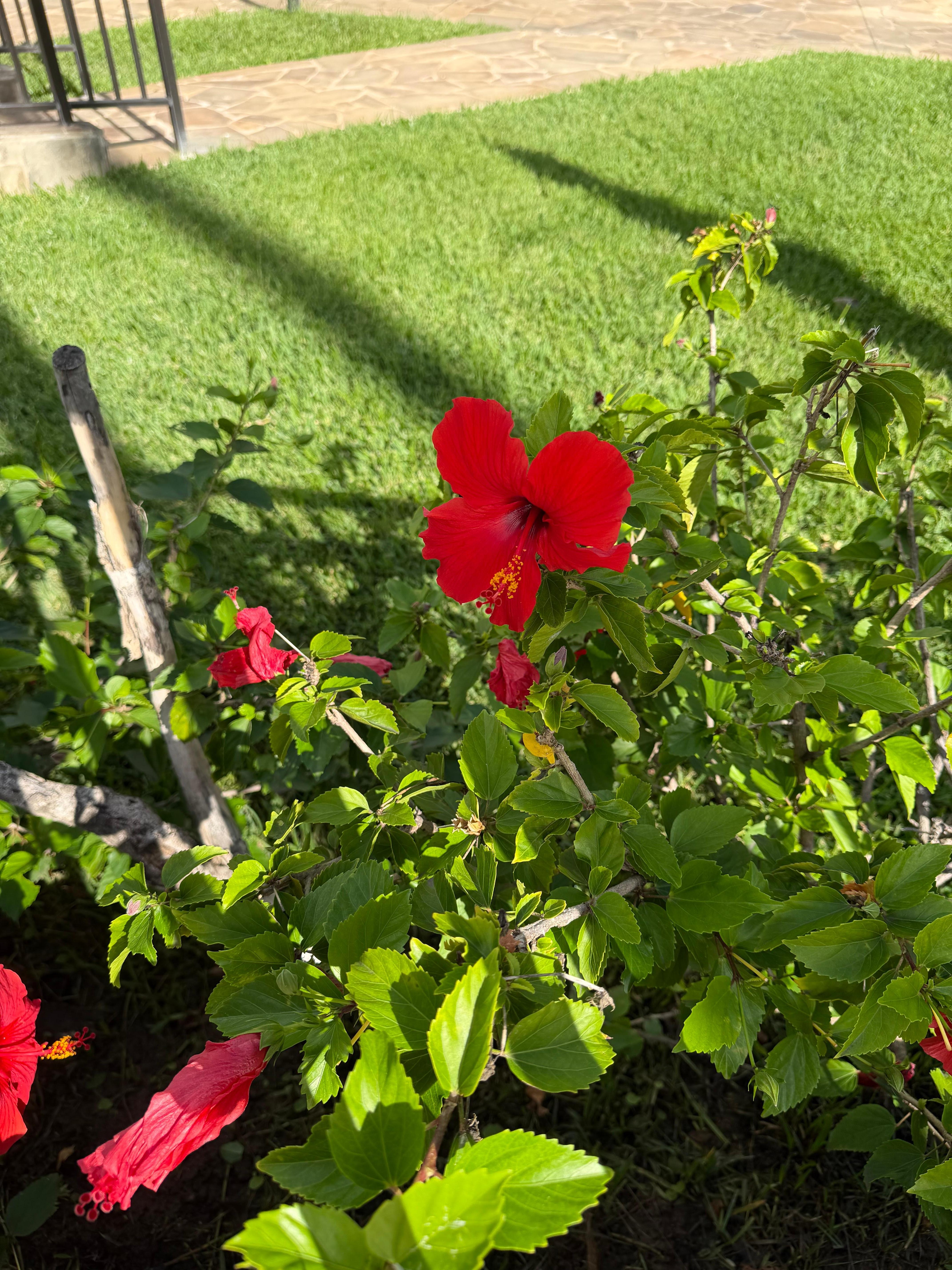 Beautiful flowers in the courtyard 