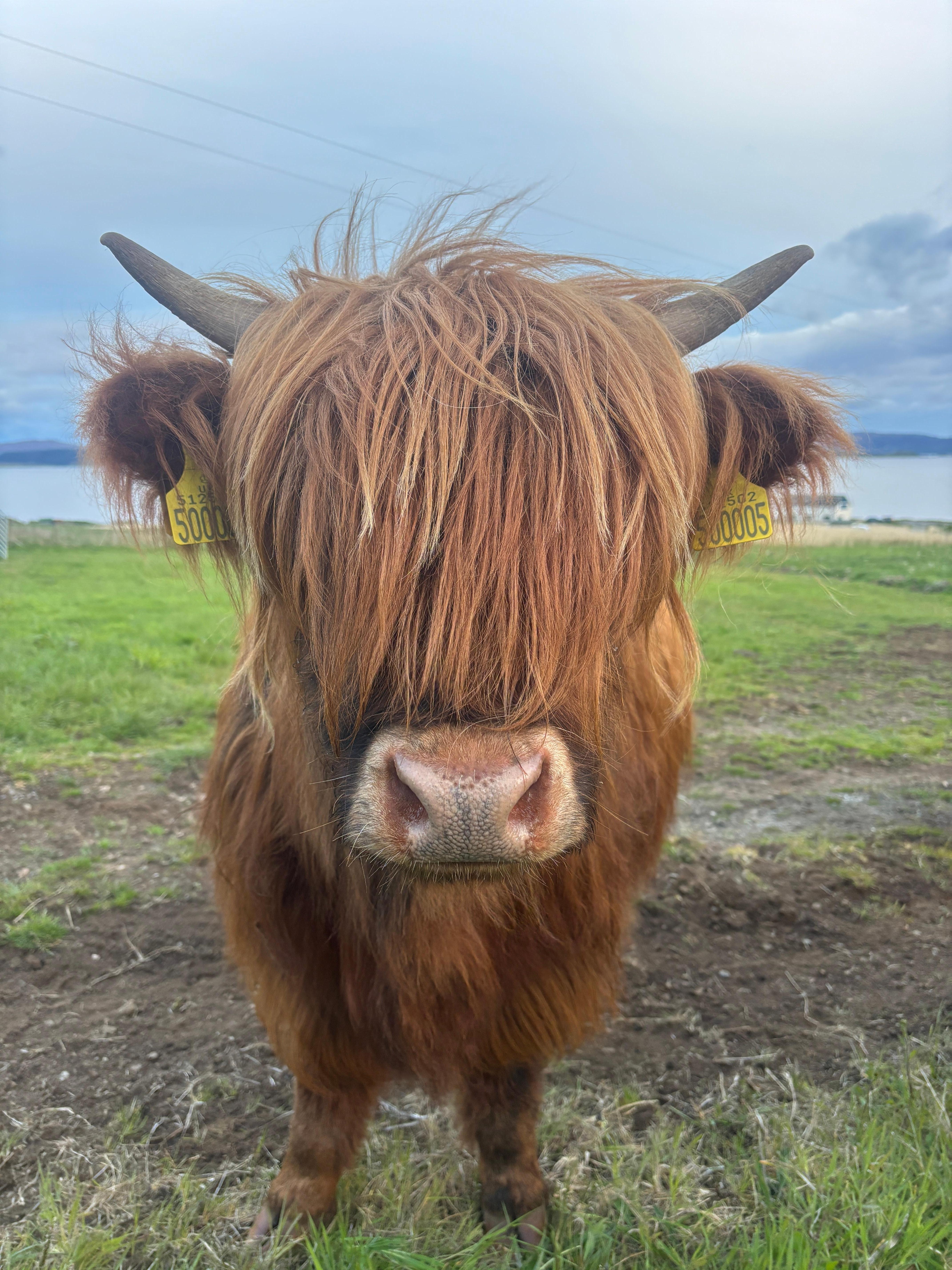 Funny friendly beautiful beast close by.