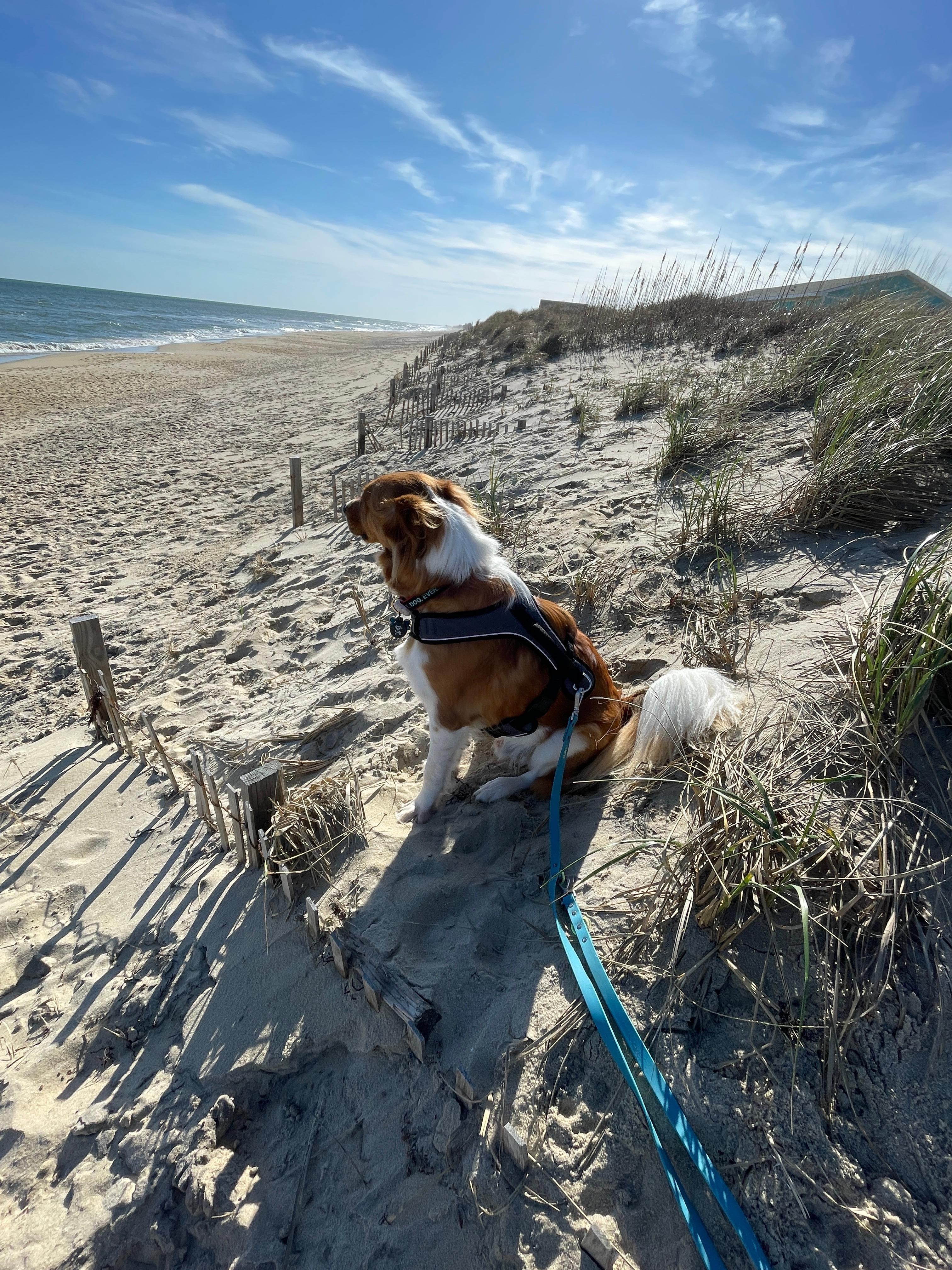 This pic shows Charley enjoying the beach while sitting directly in front of Shugafoot.